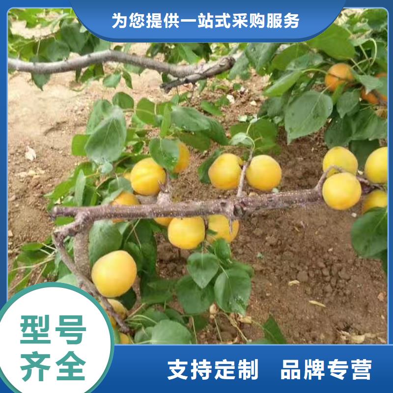 杏石榴樹出廠價