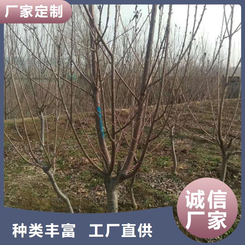杏桃樹苗支持加工定制