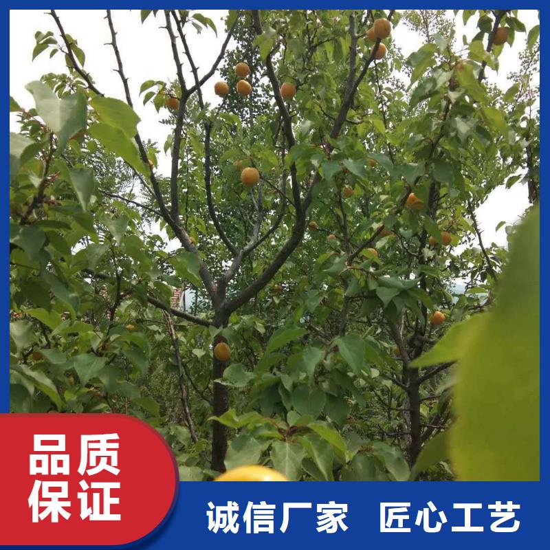 杏草莓苗工厂直供