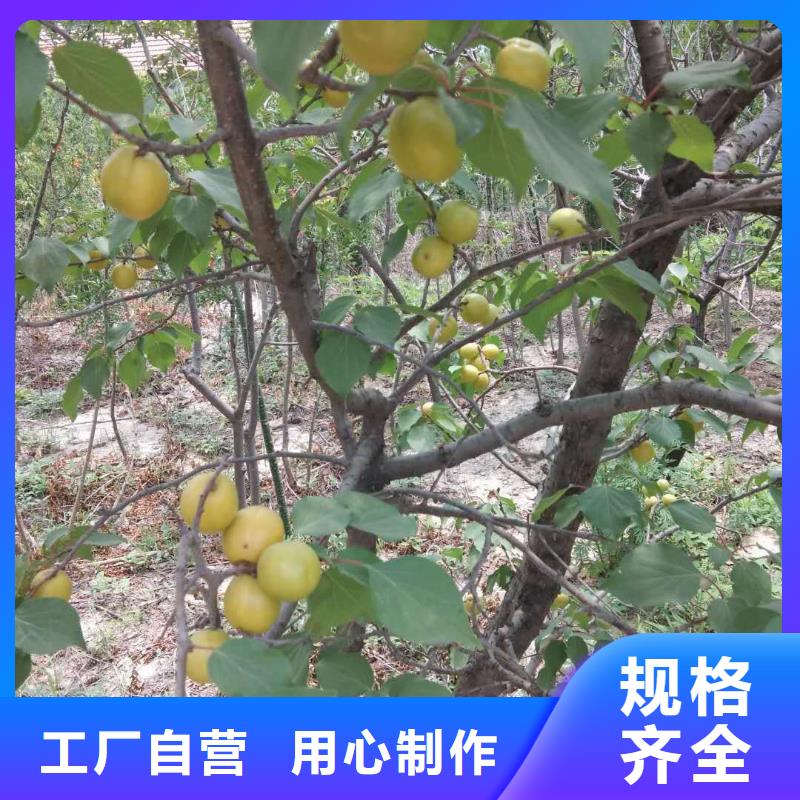 杏,獼猴桃苗廠(chǎng)家直發(fā)