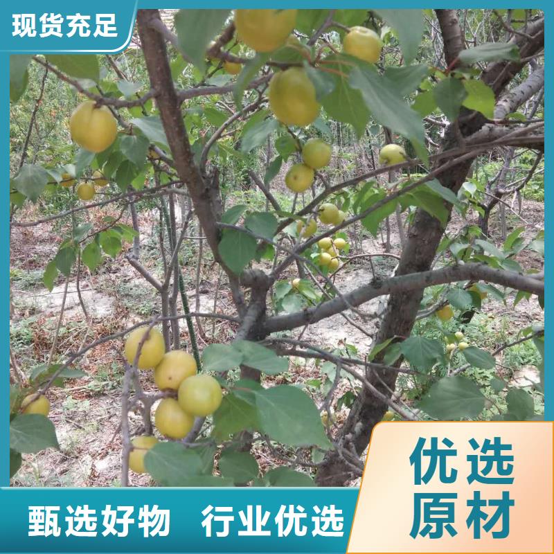 杏草莓苗工厂直供