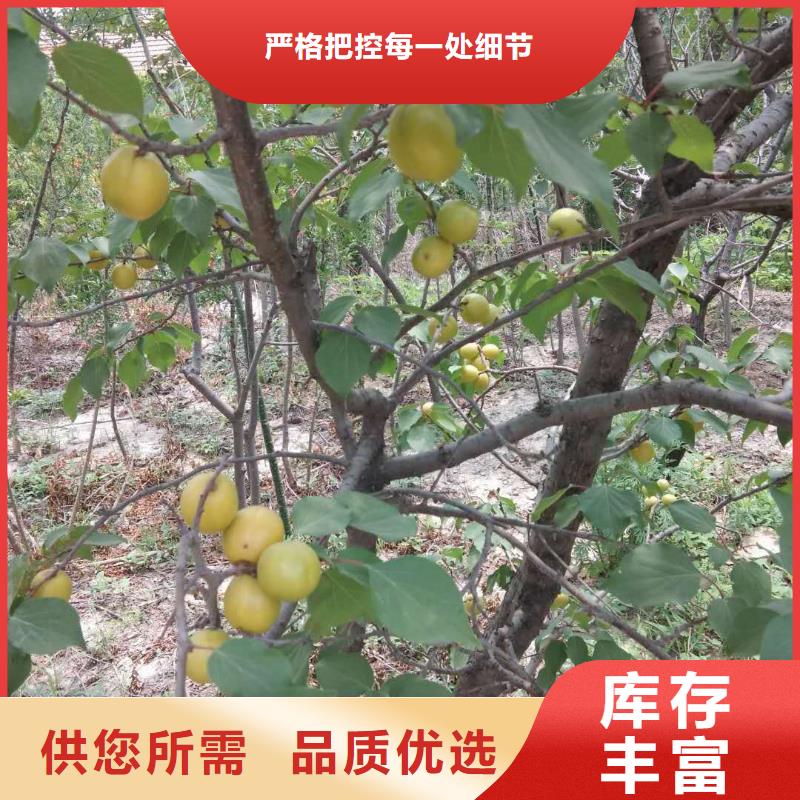 杏桃樹苗高質(zhì)量高信譽