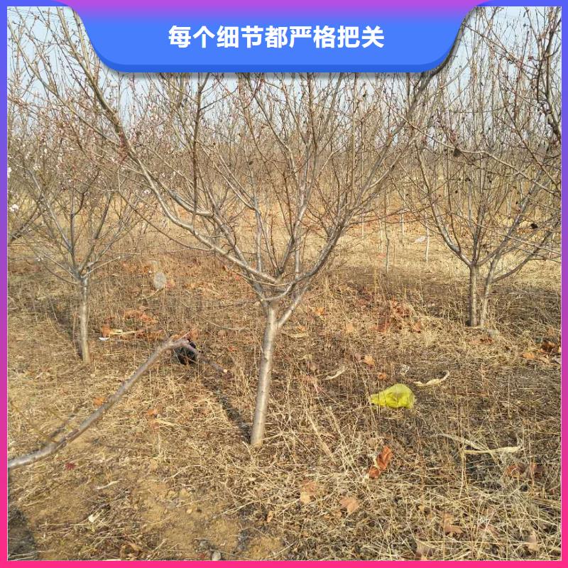 杏,北美冬青海量現(xiàn)貨