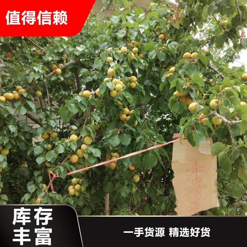 杏,北美冬青海量現(xiàn)貨