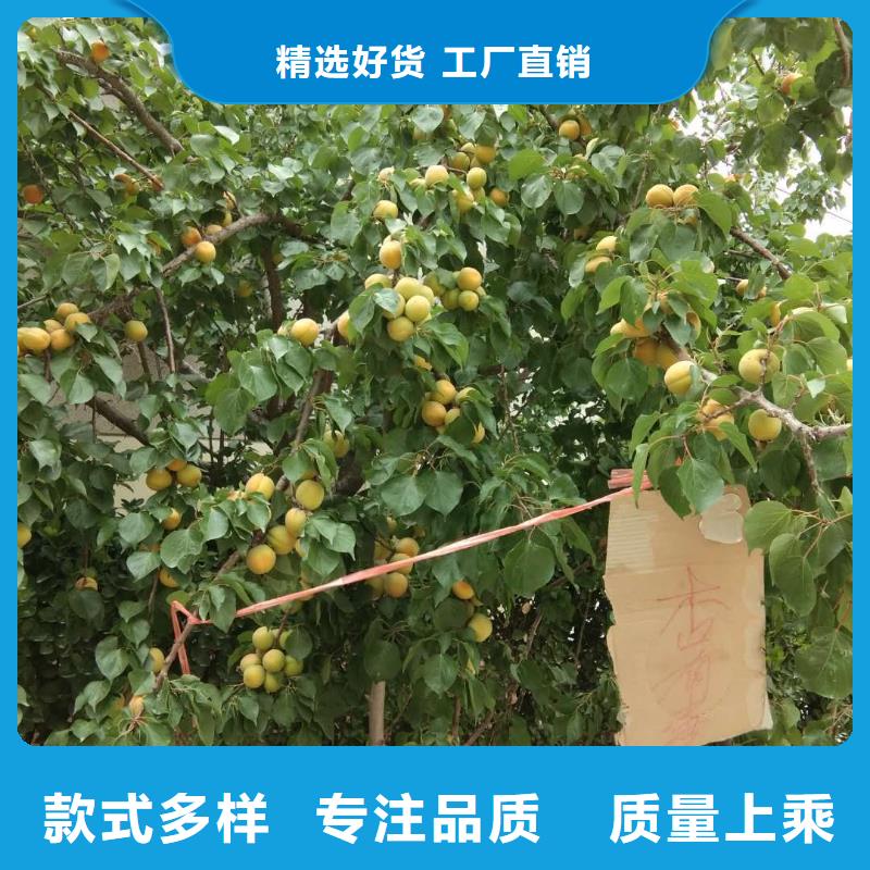 杏桃樹苗支持加工定制