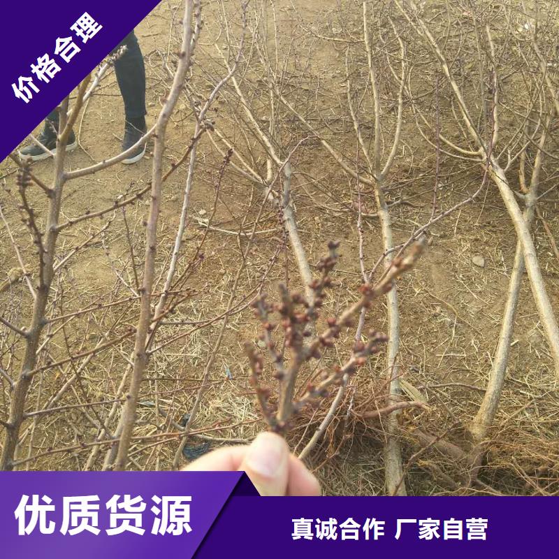杏桃樹苗支持加工定制