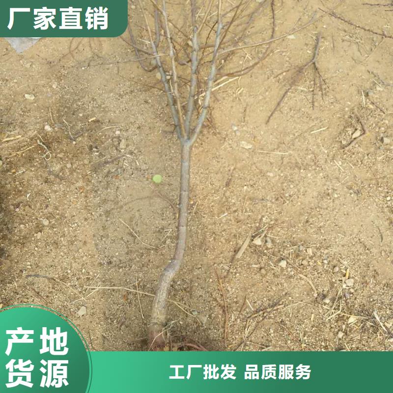 杏,北美冬青海量現(xiàn)貨