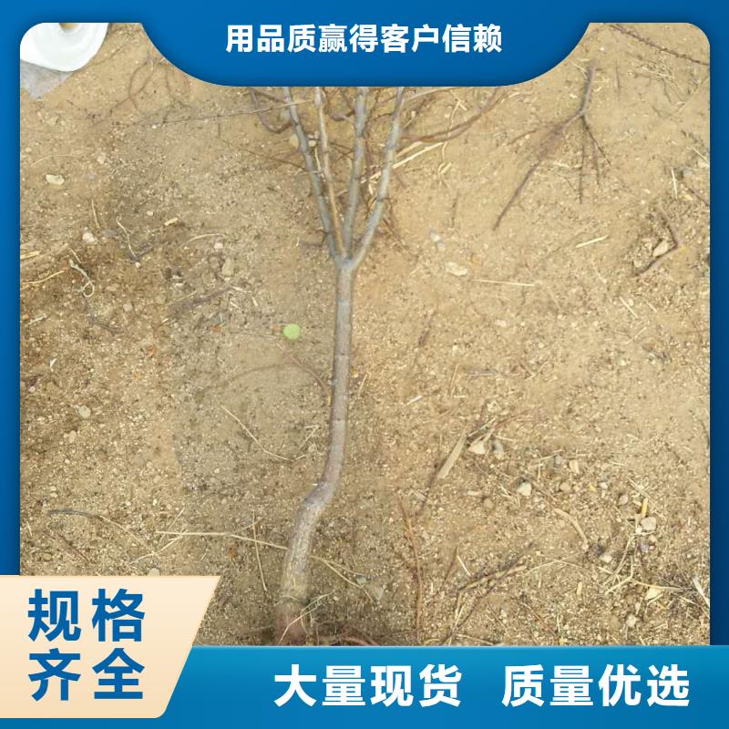 杏桃树苗支持加工定制