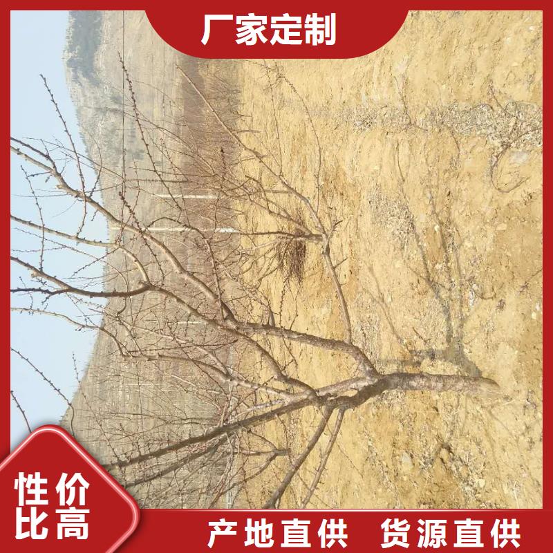 杏,北美冬青海量現(xiàn)貨