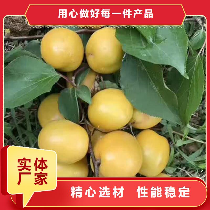 杏桃樹(shù)苗主推產(chǎn)品