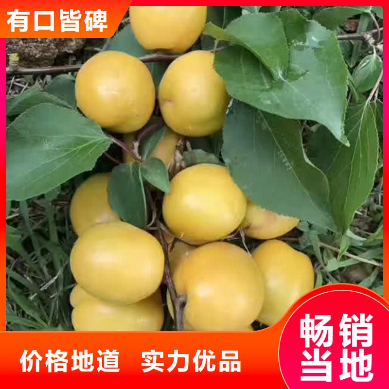 杏石榴樹出廠價