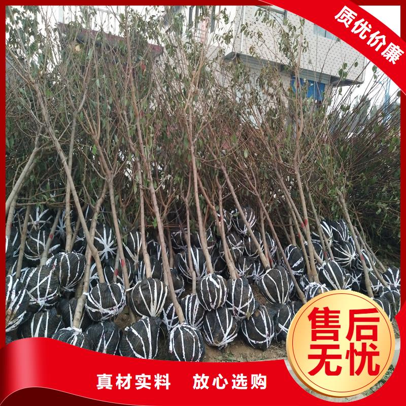 杏,獼猴桃苗廠(chǎng)家直發(fā)