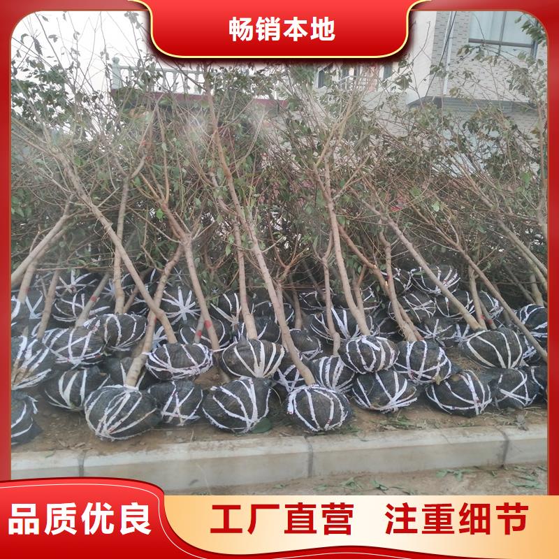 杏,蘋果苗源頭廠家來圖定制