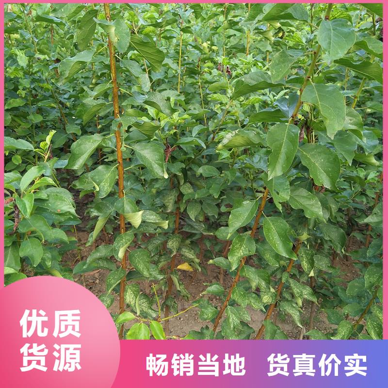 杏,北美冬青海量現(xiàn)貨