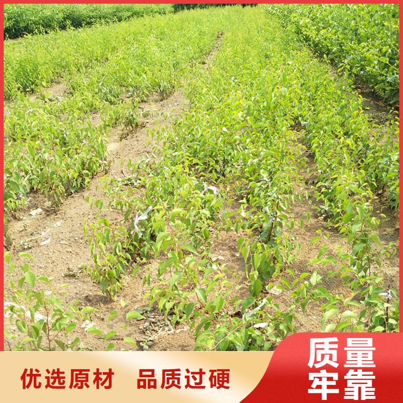 杏蘋果苗一對一為您服務(wù)