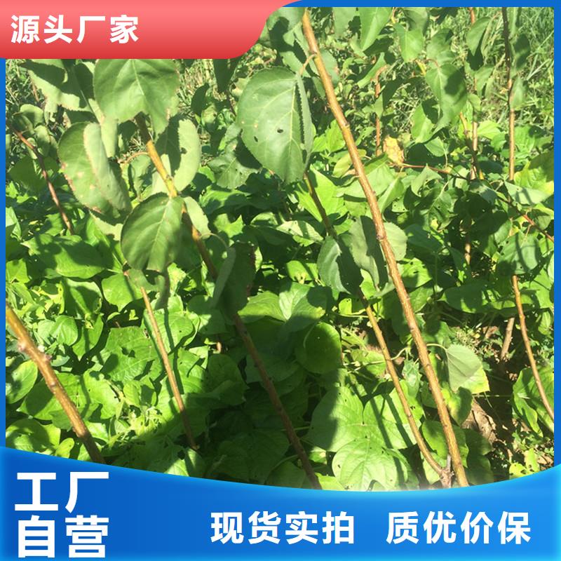 杏桃樹苗高質(zhì)量高信譽