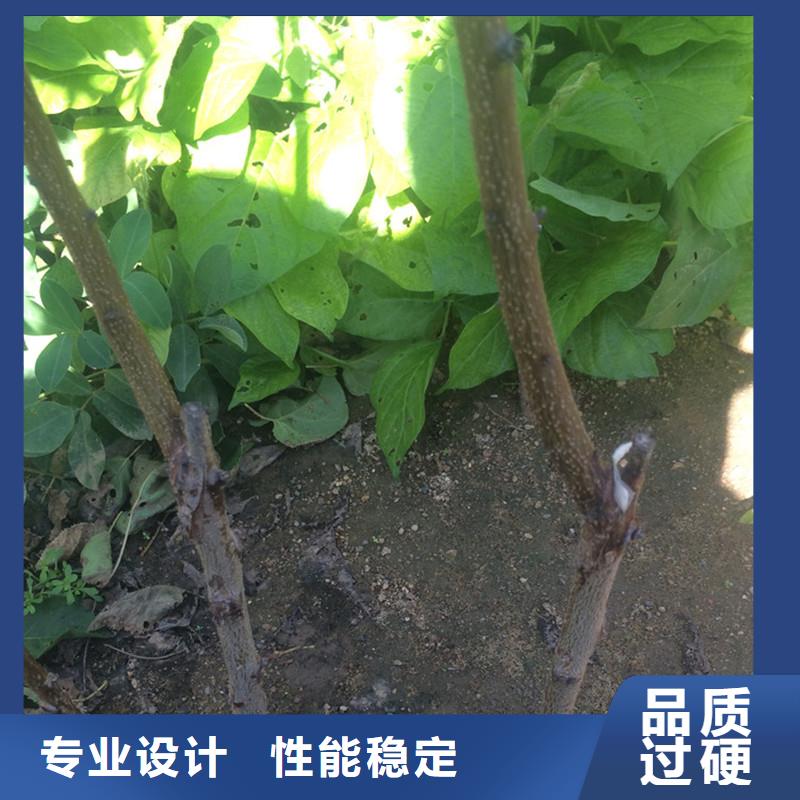 杏桃树苗主推产品