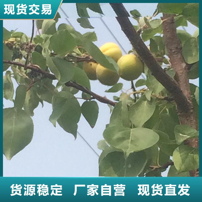 杏草莓苗工厂直供