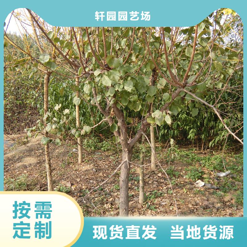 杏桃树苗主推产品