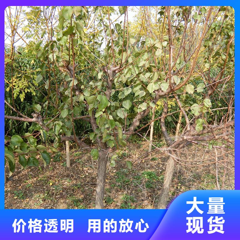 杏蘋果苗一對一為您服務(wù)