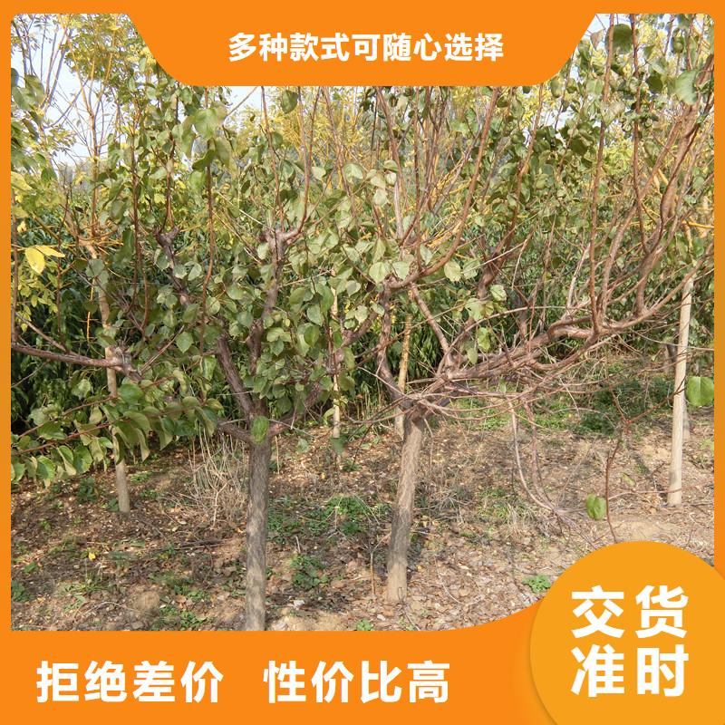 杏蘋果苗好貨采購