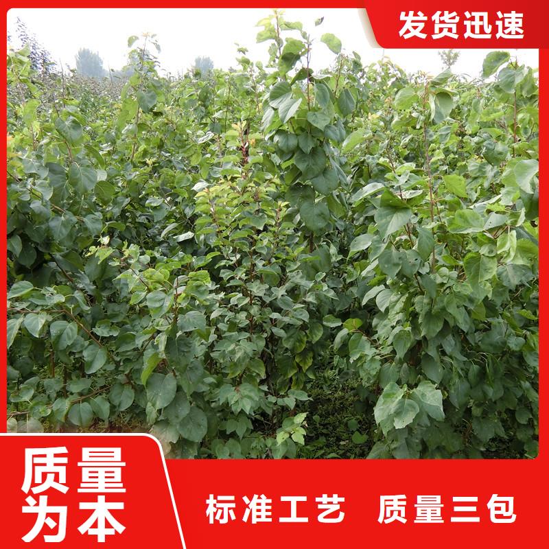 杏,北美冬青海量現(xiàn)貨
