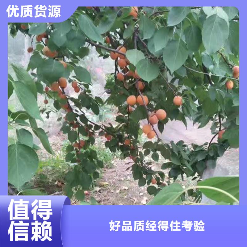 杏樱桃苗品质服务