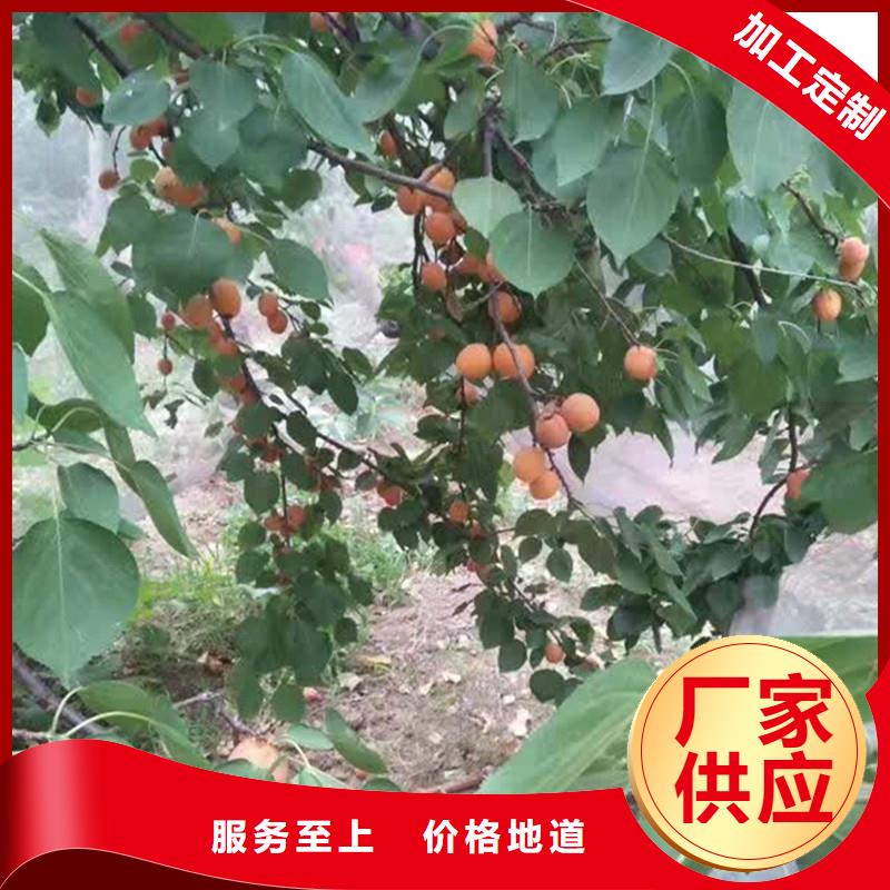 杏草莓苗工厂直供