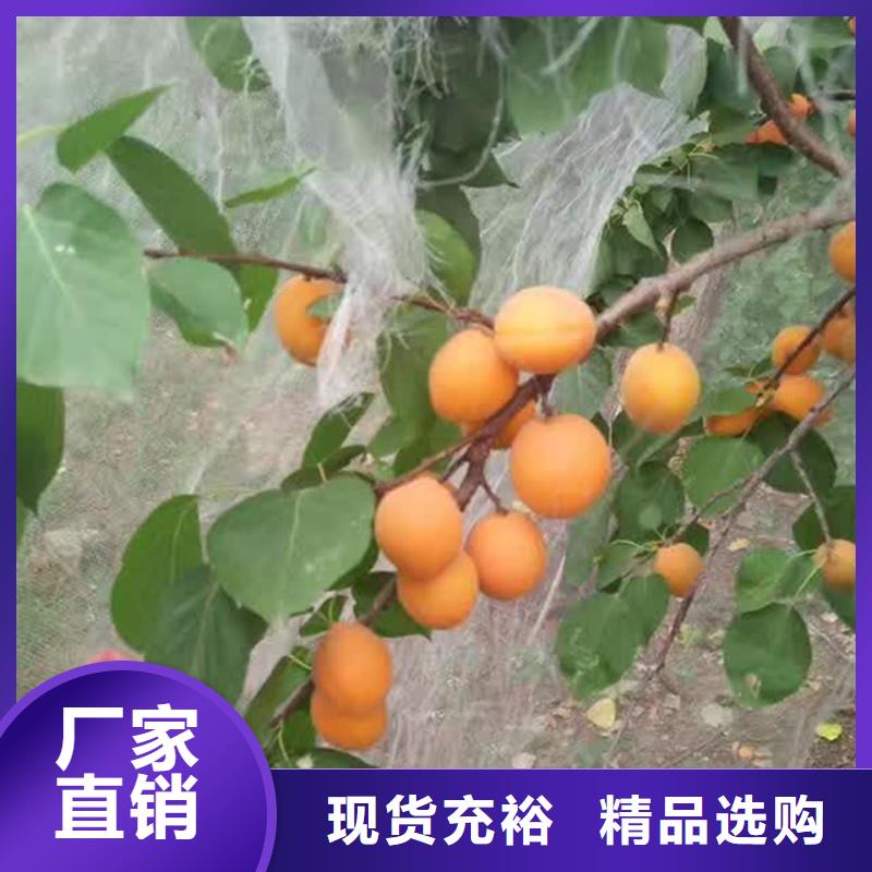 杏桃樹(shù)苗主推產(chǎn)品