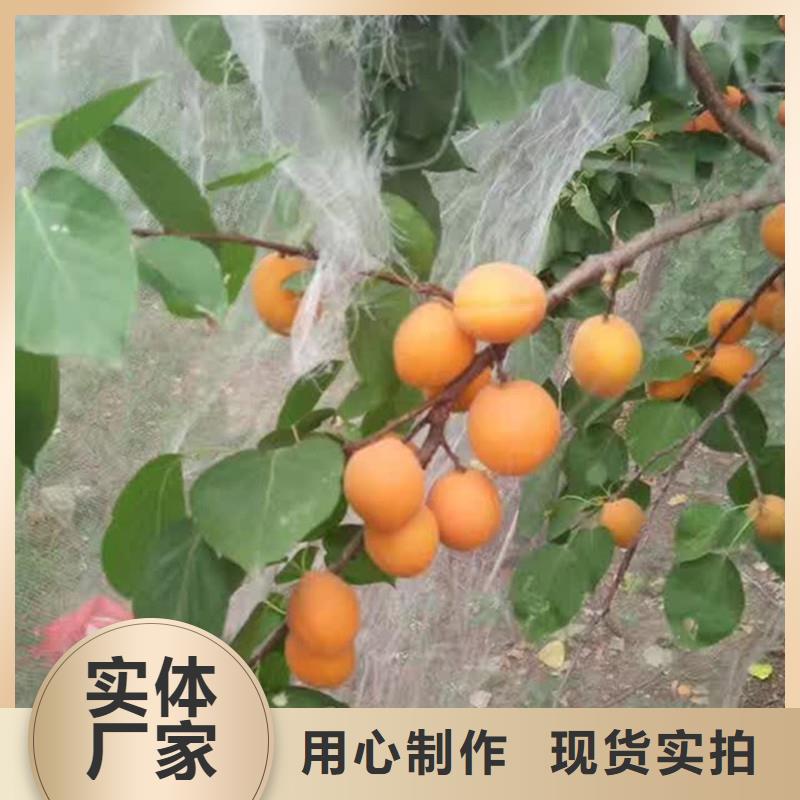 杏_蘋果苗追求細(xì)節(jié)品質(zhì)