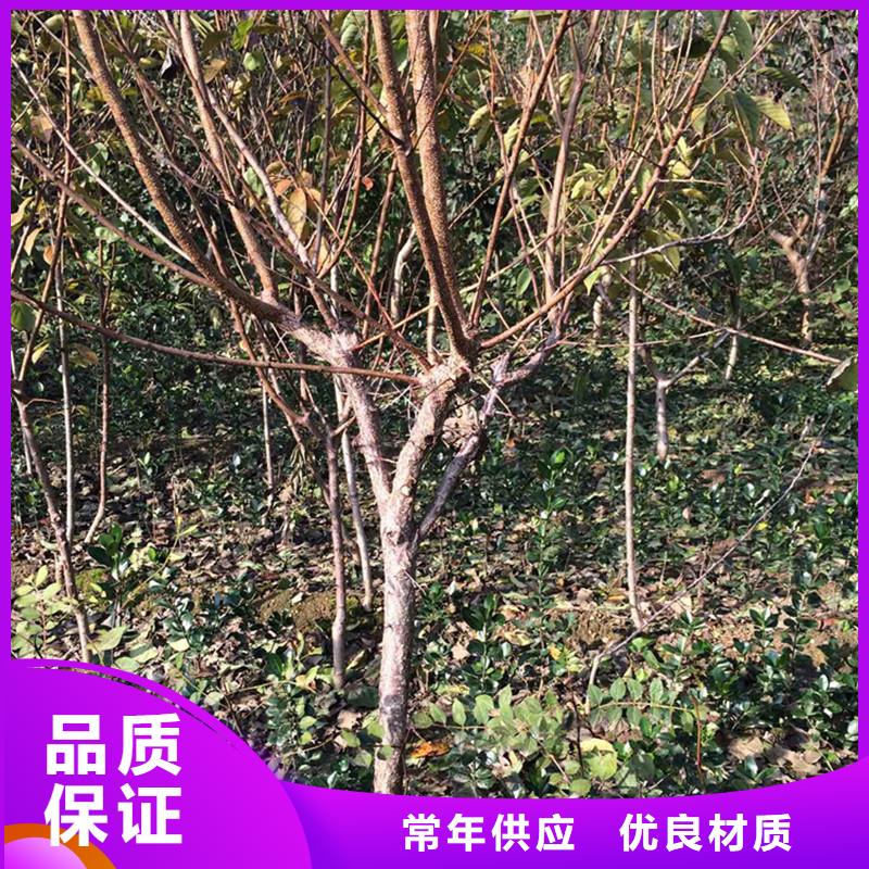 杏,蘋果苗源頭廠家來圖定制