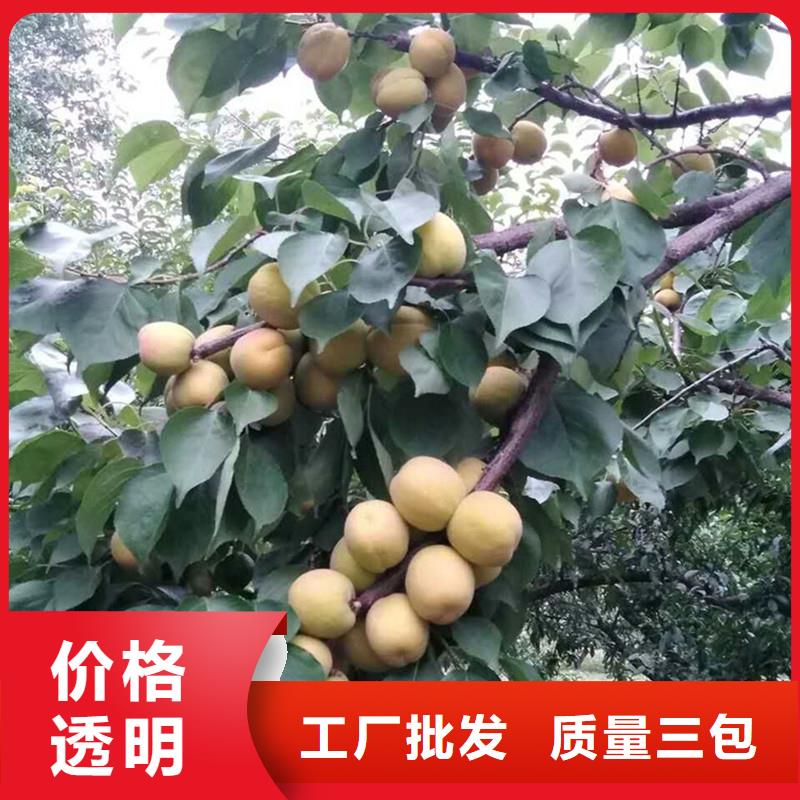 杏桃树苗支持加工定制