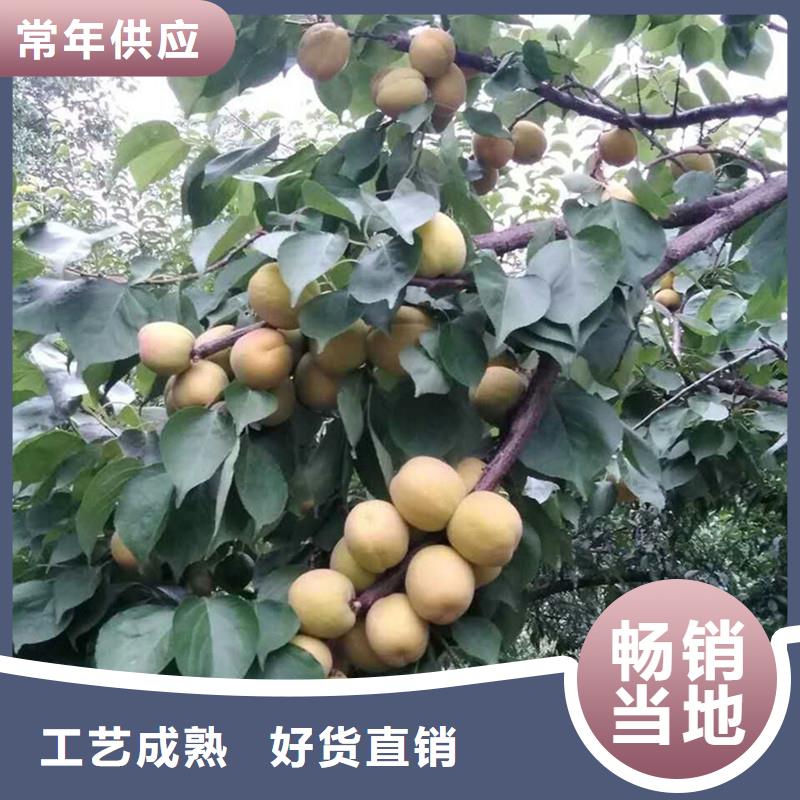 杏,獼猴桃苗廠(chǎng)家直發(fā)