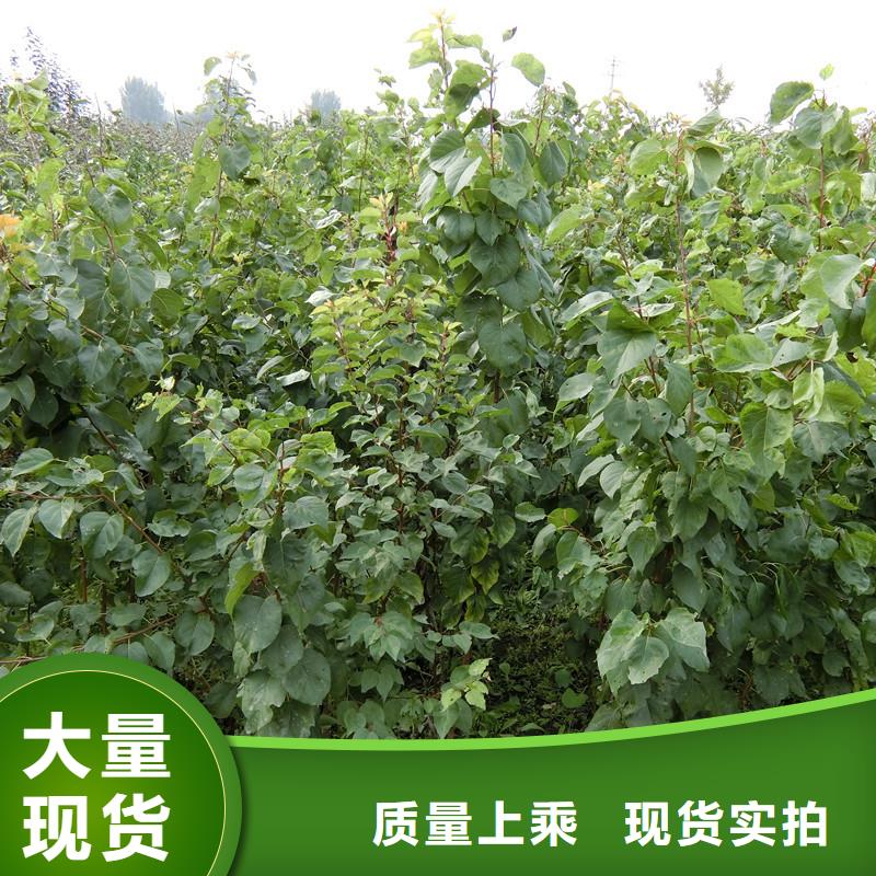 杏,北美冬青海量現(xiàn)貨