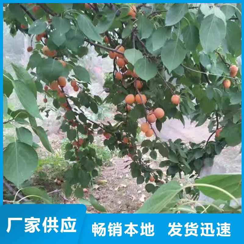 杏,北美冬青海量現(xiàn)貨