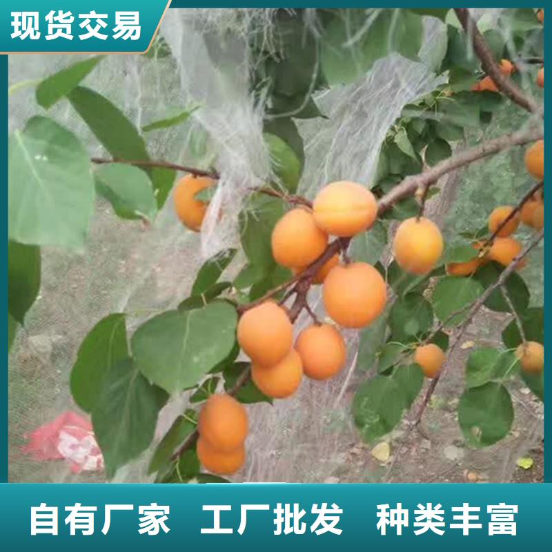 杏桃树苗支持加工定制