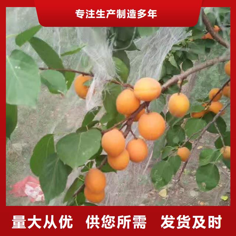 杏石榴樹出廠價