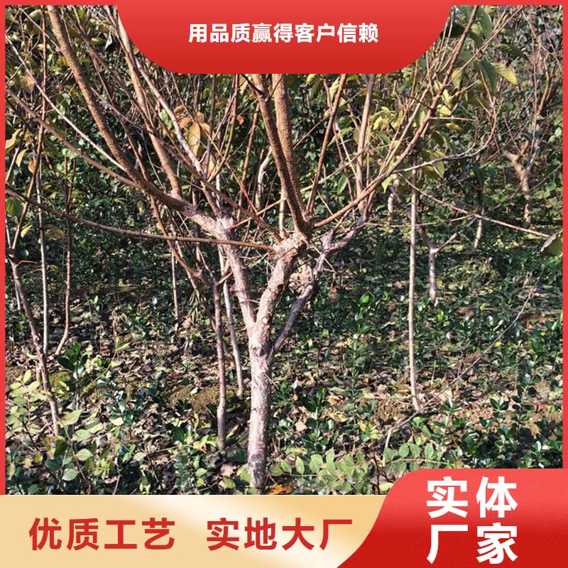 杏,北美冬青海量現(xiàn)貨