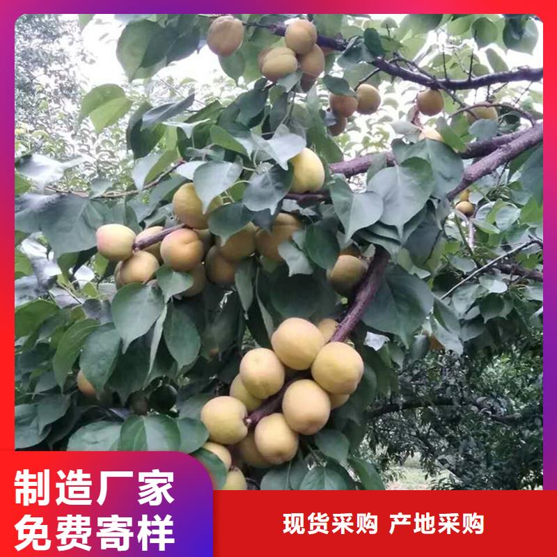 杏櫻桃苗品質(zhì)服務(wù)