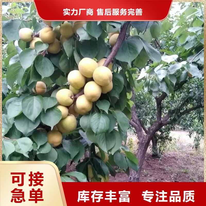 杏桃樹苗高質(zhì)量高信譽