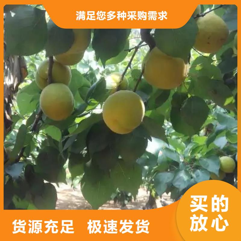杏石榴樹出廠價