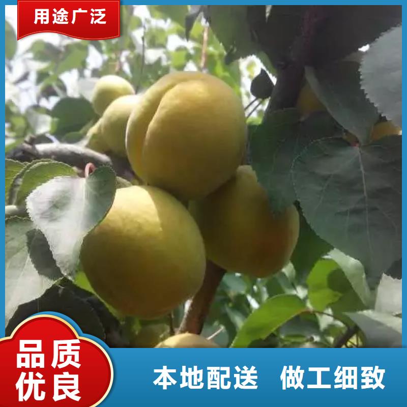杏草莓苗工厂直供