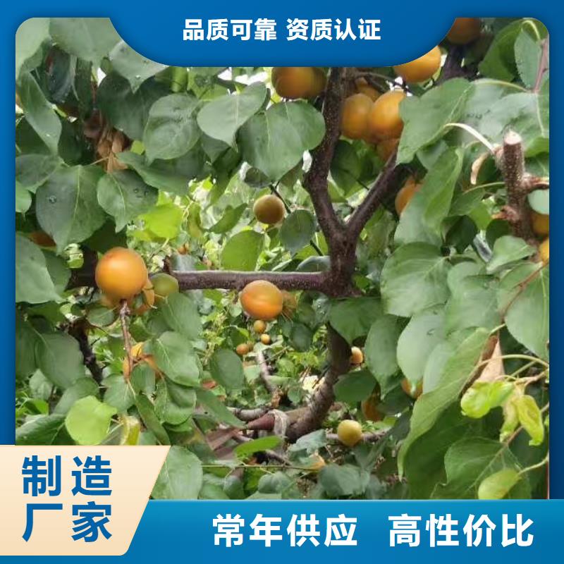 杏,北美冬青海量現(xiàn)貨