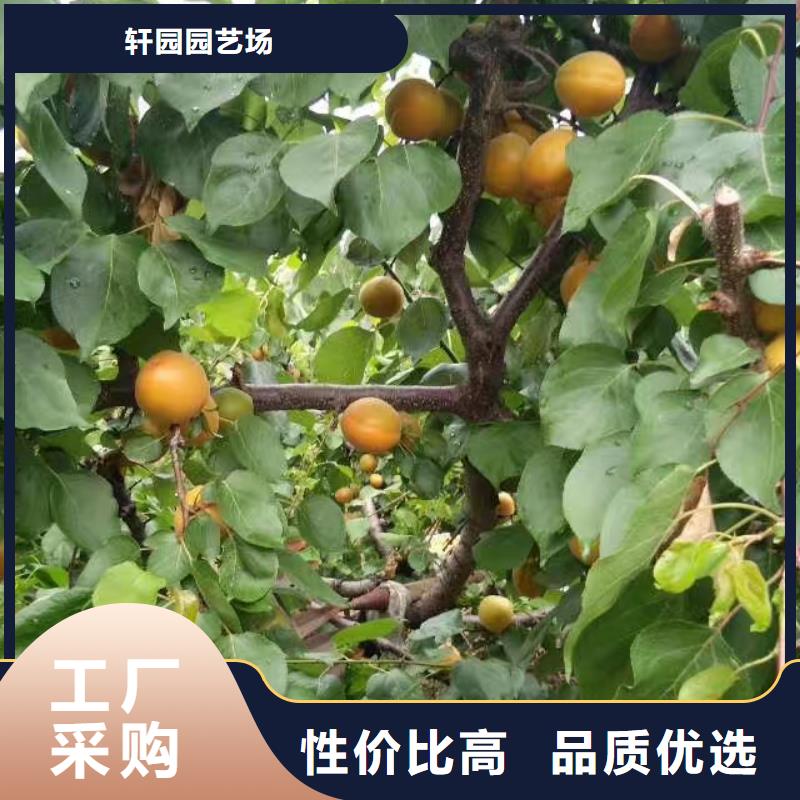杏草莓苗工厂直供