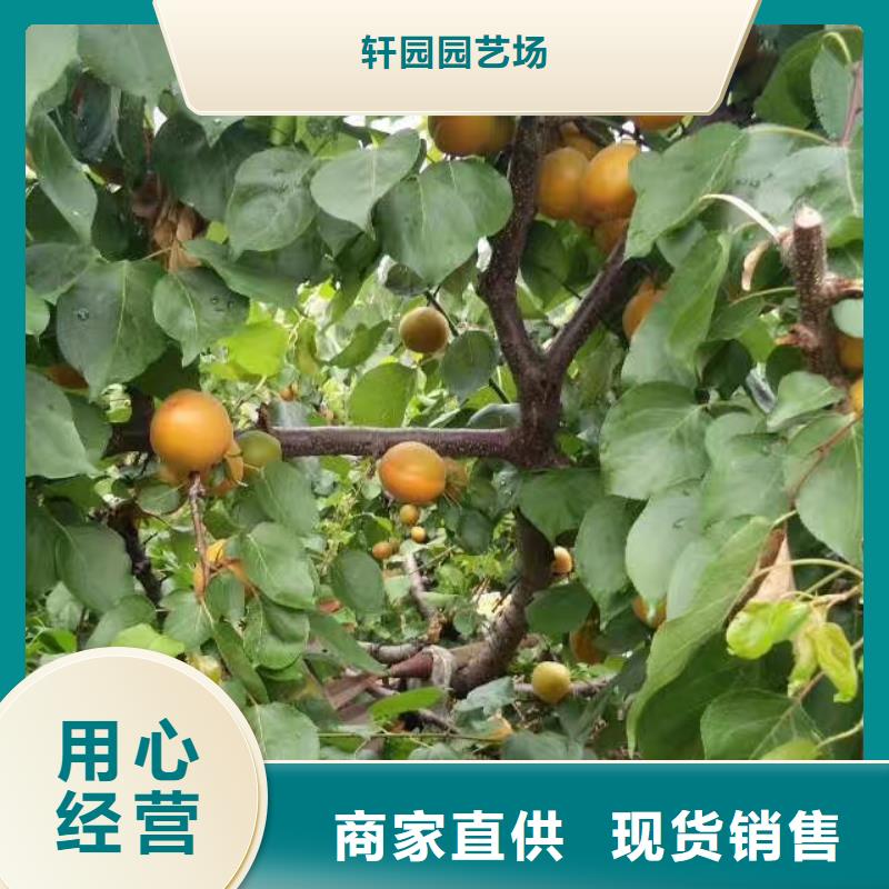 杏蘋果苗好貨采購