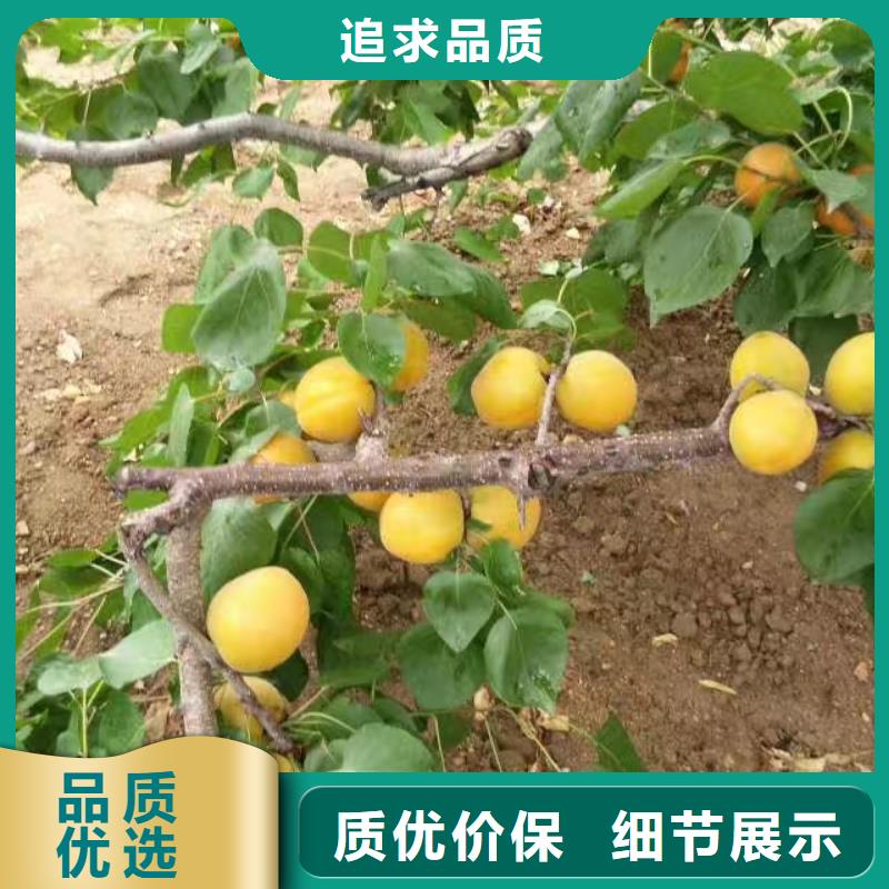 杏,北美冬青海量現(xiàn)貨