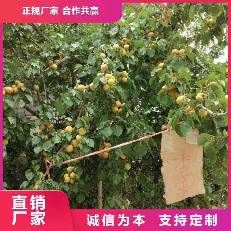 杏桃树苗主推产品