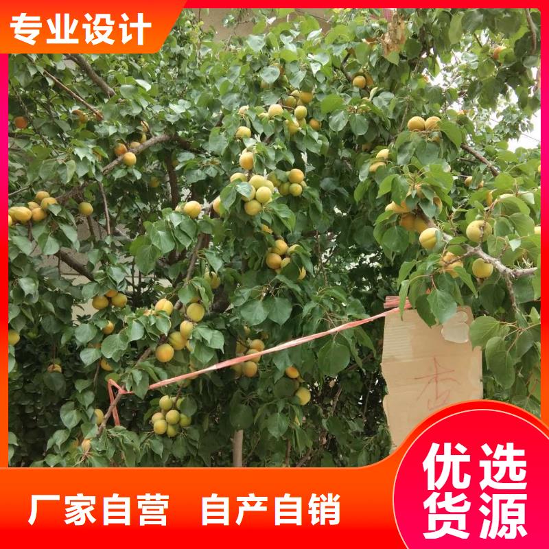 杏桃樹苗高質(zhì)量高信譽