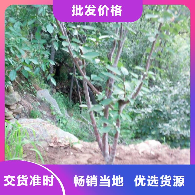 杏桃树苗主推产品