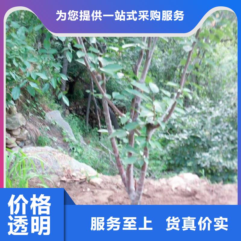 杏蘋果苗一對一為您服務(wù)